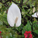 White Flamingo Lily