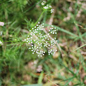 Spotted water hemlock