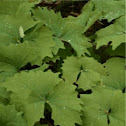 Vanilla Leaf