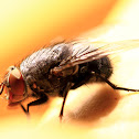 Common Blue Bottle Fly