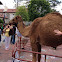 Dromedary Camel