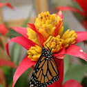 Monarch Butterfly