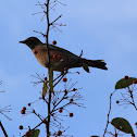American Robin