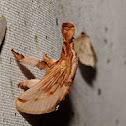 Strange Moth