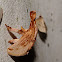 Strange Moth
