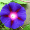 Don Diego - Morning Glory