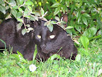 Cat Camouflaged In The Grass