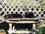 Two healthy cats asleep on outdoor table