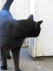 Cat peering around corner looking for healthy snack