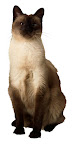 Slim Healthy Cat