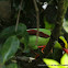 Green Magpie