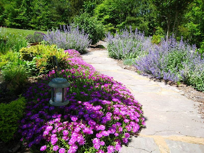 Plantas En Sol Directo: Lo Que Las Plantas Disfrutan Del Sol
