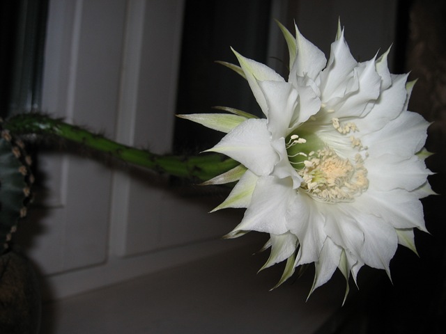 [2008-08-28 Cactus1[4].jpg]