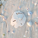 Sand Dollar Shell