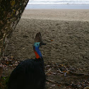 Cassowary