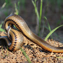 Glossy Crayfish Snake