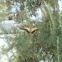 Old World Swallowtail