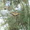 Old World Swallowtail