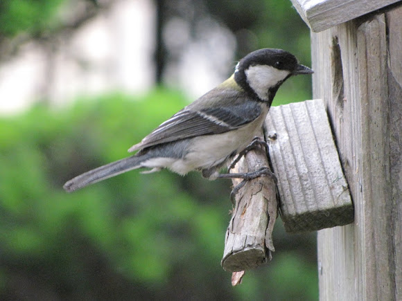 Japanese tit