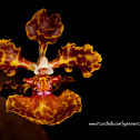 Mule Ear Orchid