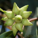 Red Gum seed buds