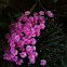 Turkish baby's-breath