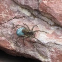 Unidentified Wolf Spider