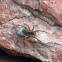 Unidentified Wolf Spider