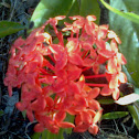 Ixora