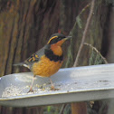 varied thrush