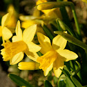Daffodil