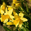 Daffodil