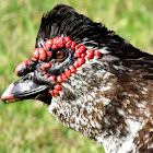 Muscovy Duck