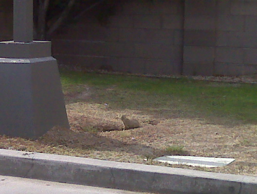 Spotting Image 1