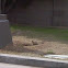Unnamed spotting