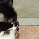 Black and White Cat