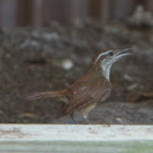 Carolina Wren