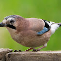 Jay