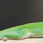 Green Anole