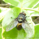 Green Bottle Fly?