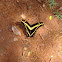 King Swallowtail