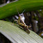 grasshopper