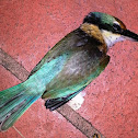 Sacred Kingfisher