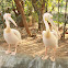 Great White Pelican