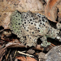 Lichen