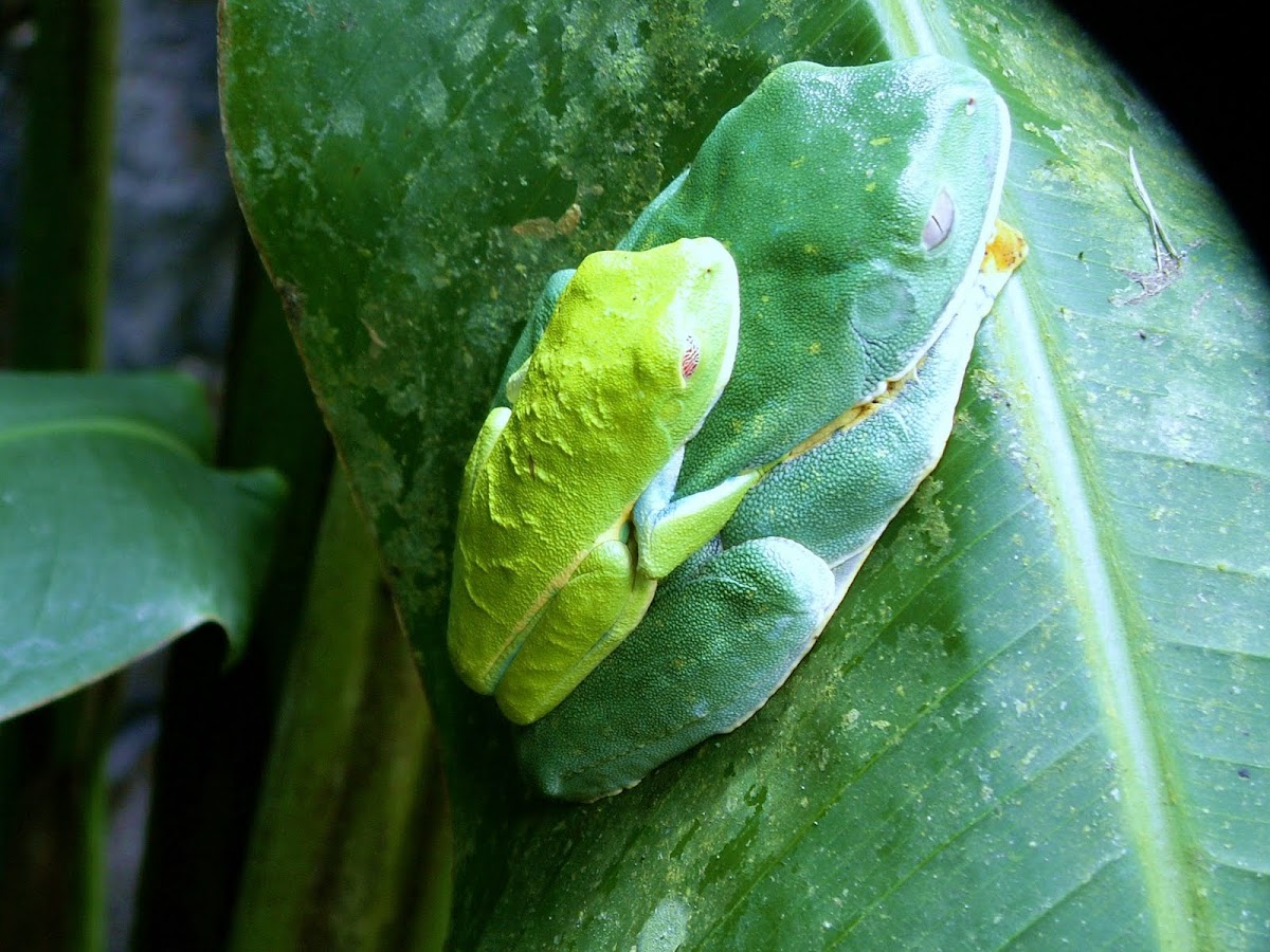 Cruziohyla  Tree Frog