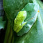 Cruziohyla  Tree Frog