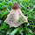 Biodiversity in Miriam College