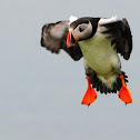 Atlantic Puffin