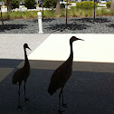 Sandhill Cranes